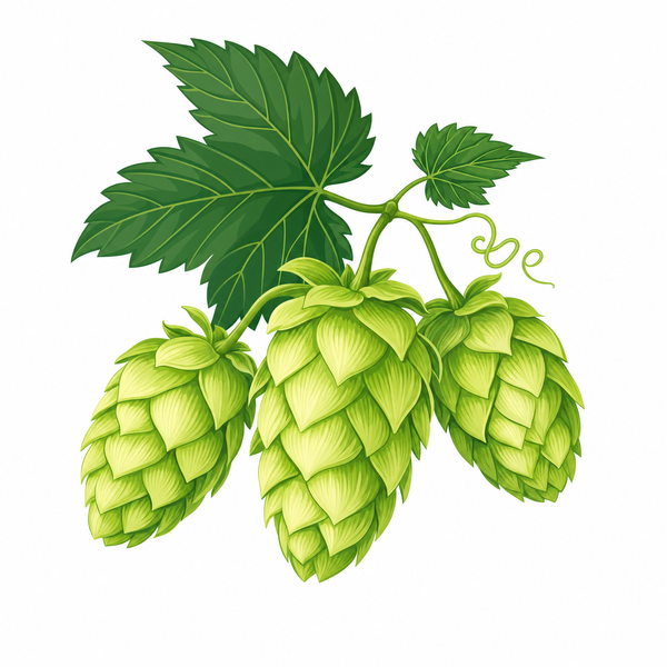 Hops